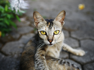 Chat balinais